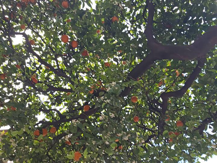 Orange tree canopy loaded with fruit and blossoms against the sky