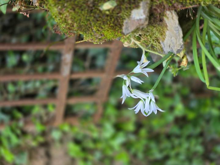 Delicate pale flower growing among moss and rusted latticework in soft focus background