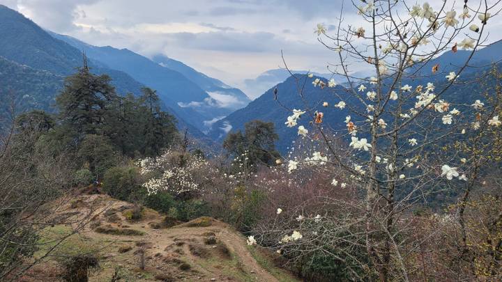 Mountain valley with blooming white flowers on trees and misty layers of ridges