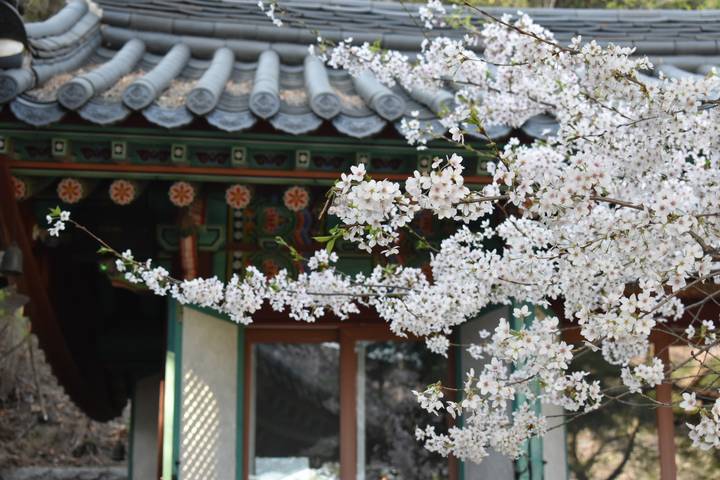 Delicate cherry blossoms in full bloom against the ornate eaves of a traditional Korean building.
