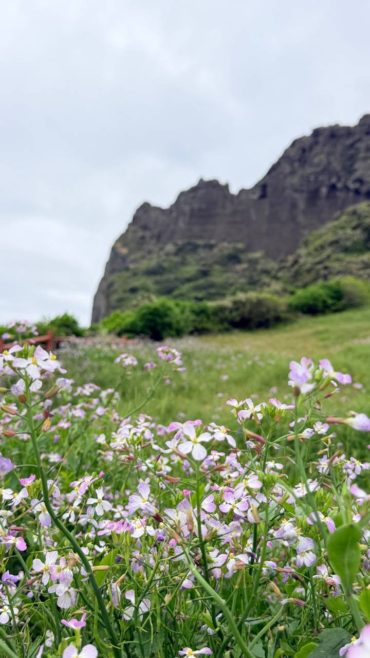 Wildflowers in sharp focus against a blurred volcanic cliff and greenery in the distance.