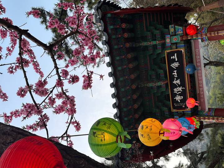 Temple gate decorated with pink cherry blossoms and colorful paper lanterns.