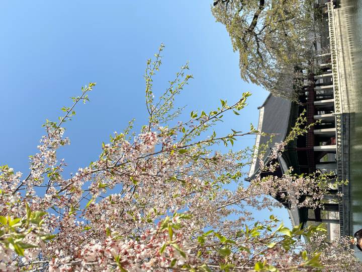 Cherry blossom branches framing the Gyeonghoeru Pavilion over a reflective pond under clear blue sky.