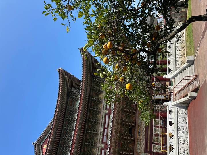 Traditional Korean pagoda roof with citrus tree bearing large yellow fruit against blue sky.
