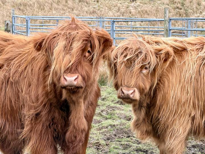 Close-up of two shaggy highland cows with long brown coats standing in a pen.