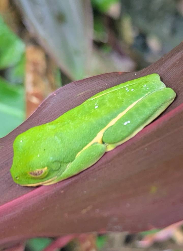 Close-up of a bright green tree frog resting flat against a broad leaf.