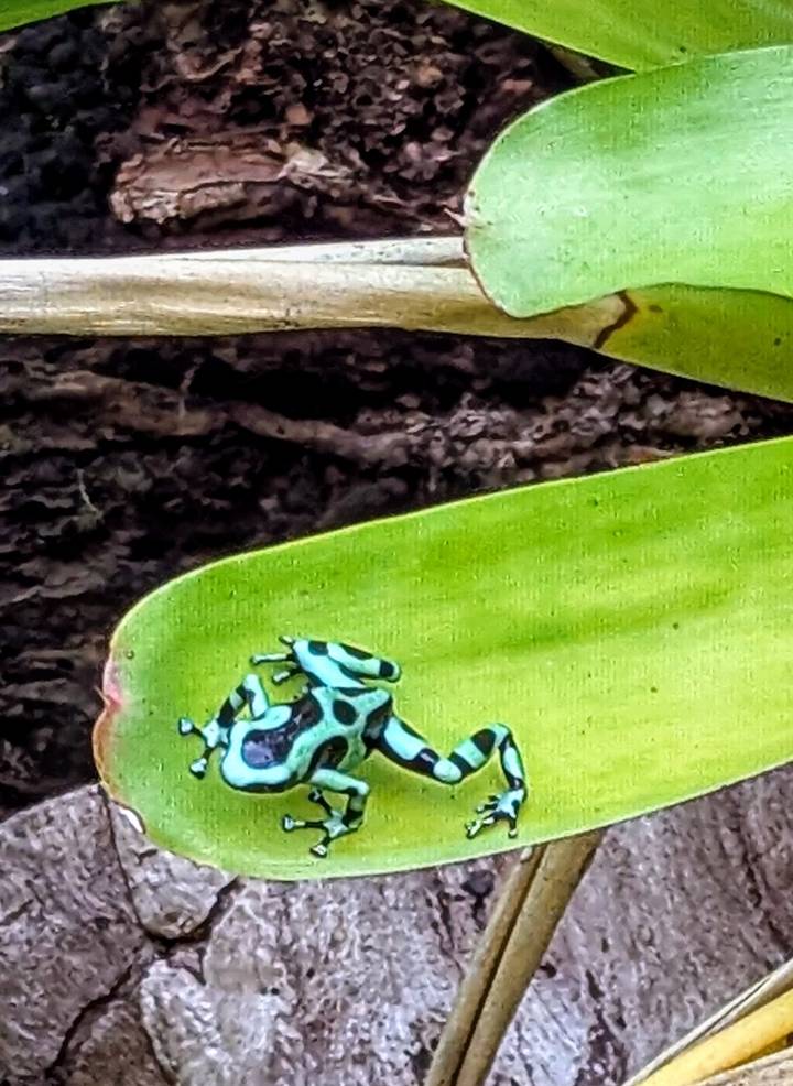 Vivid green-and-black poison dart frog perched on a leaf edge in the rainforest.