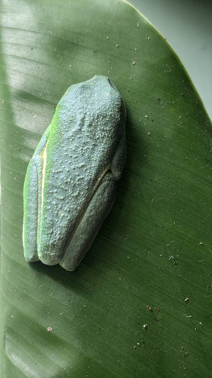 A greyish tree frog sleeps camouflaged against a green banana leaf.