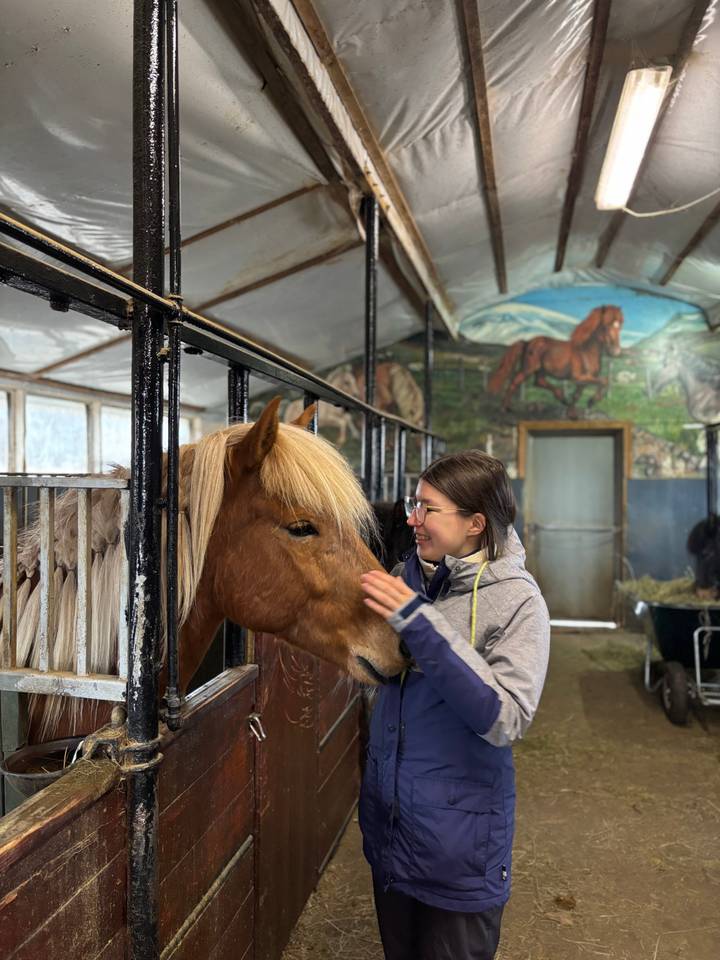 Young woman gently pets a chestnut Icelandic horse inside a rustic stable