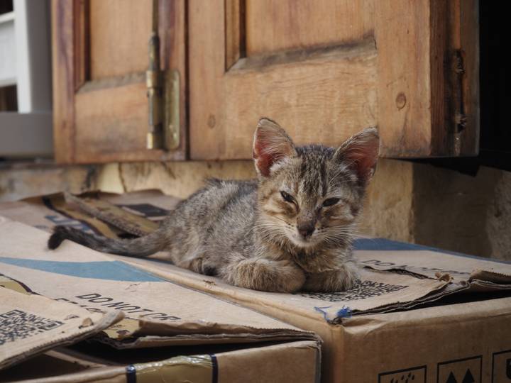 Relaxed stray kitten resting on folded cardboard in a shaded corner of a medina.