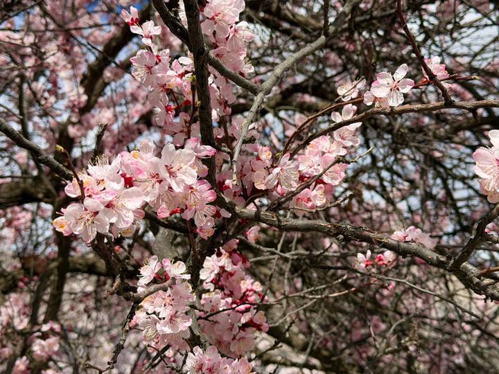 Close-up of delicate pink blossom clusters on tangled tree branches against a bright sky.