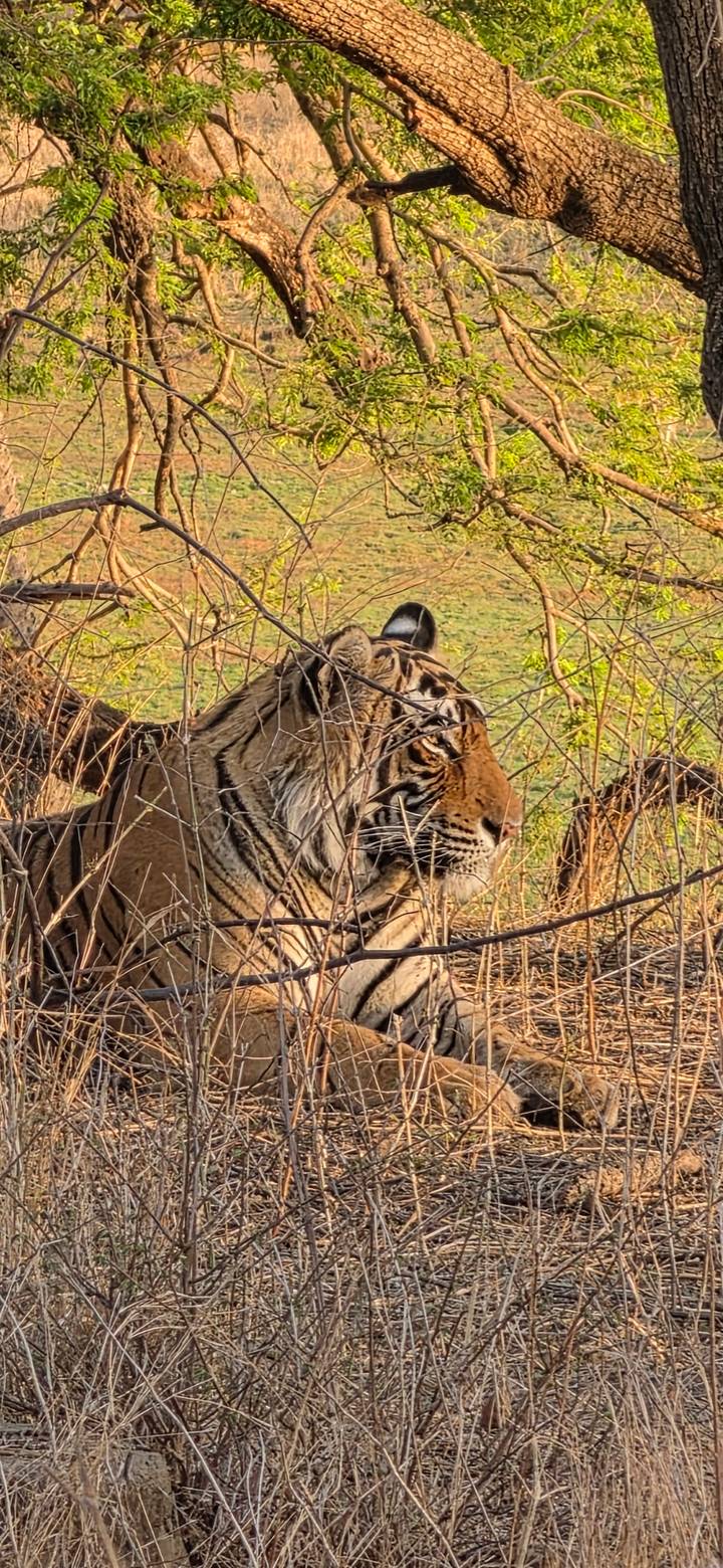 Close-up of a majestic Bengal tiger resting amid dry brush in golden light.