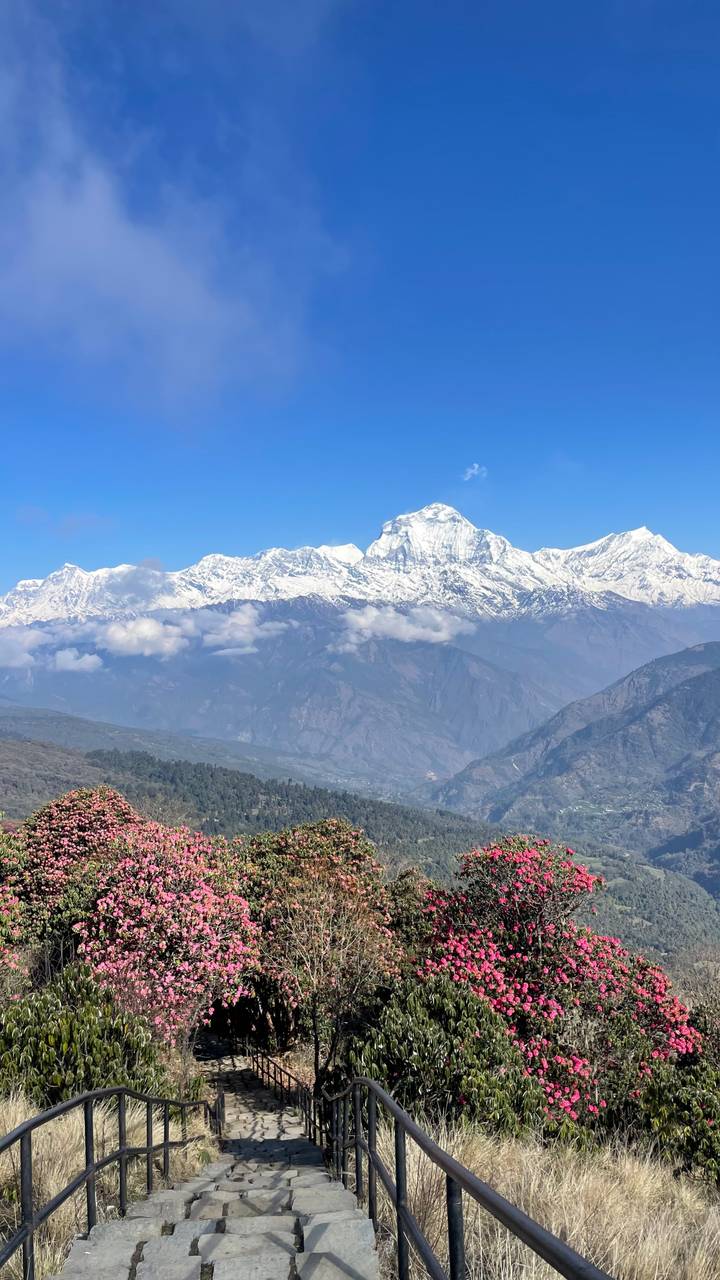 Clear daytime view of a towering snow-capped Himalayan peak against a rich blue sky.