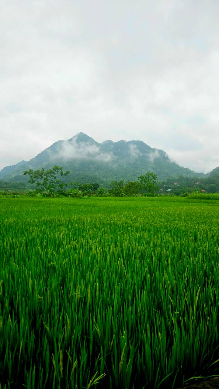 Vibrant green rice field stretching toward mist-shrouded mountains under a soft cloudy sky.