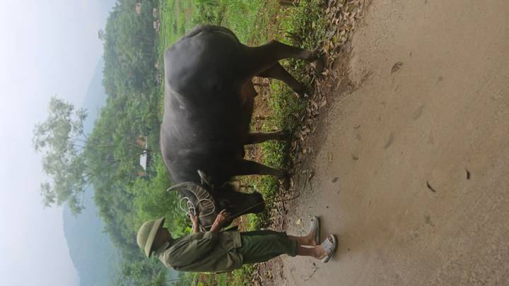 Local farmer in green attire gently leads a water buffalo along a rural road with misty hills behind.