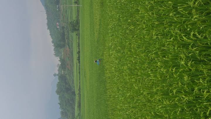 Solitary farmer bends over vivid green rice fields stretching into rolling hills beneath grey skies.