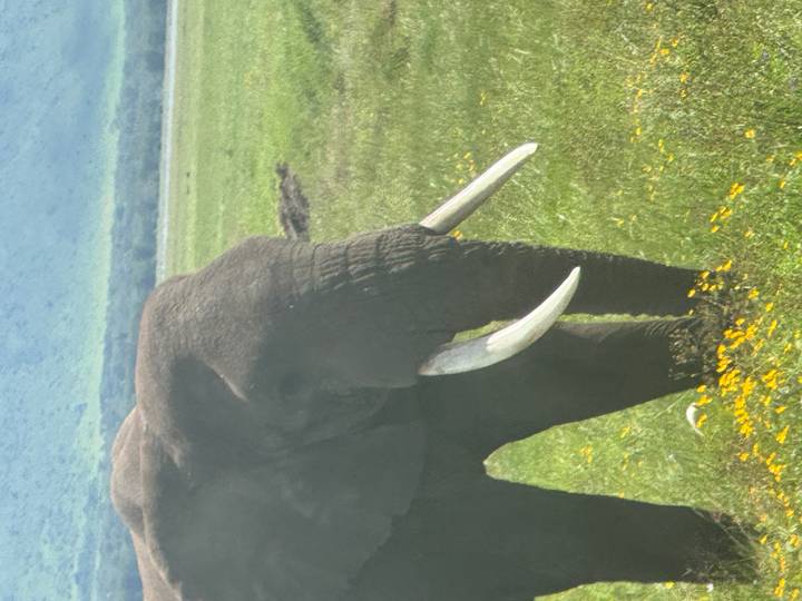 Close portrait of a solitary elephant with long tusks feeding in a grassy plain dotted with yellow flowers.