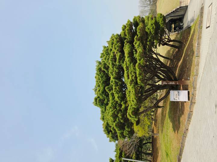 Isolated pine tree in a park setting on a bright but slightly hazy day with empty sky backdrop.