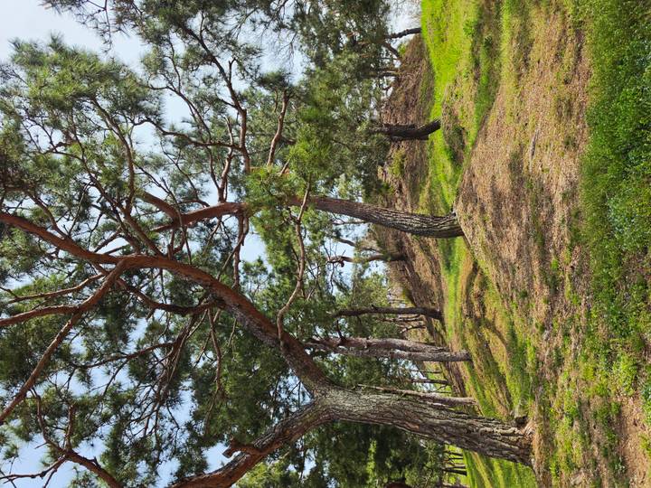 Tall pine trees growing on low grassy mounds under a bright sky, creating a tranquil natural scene.