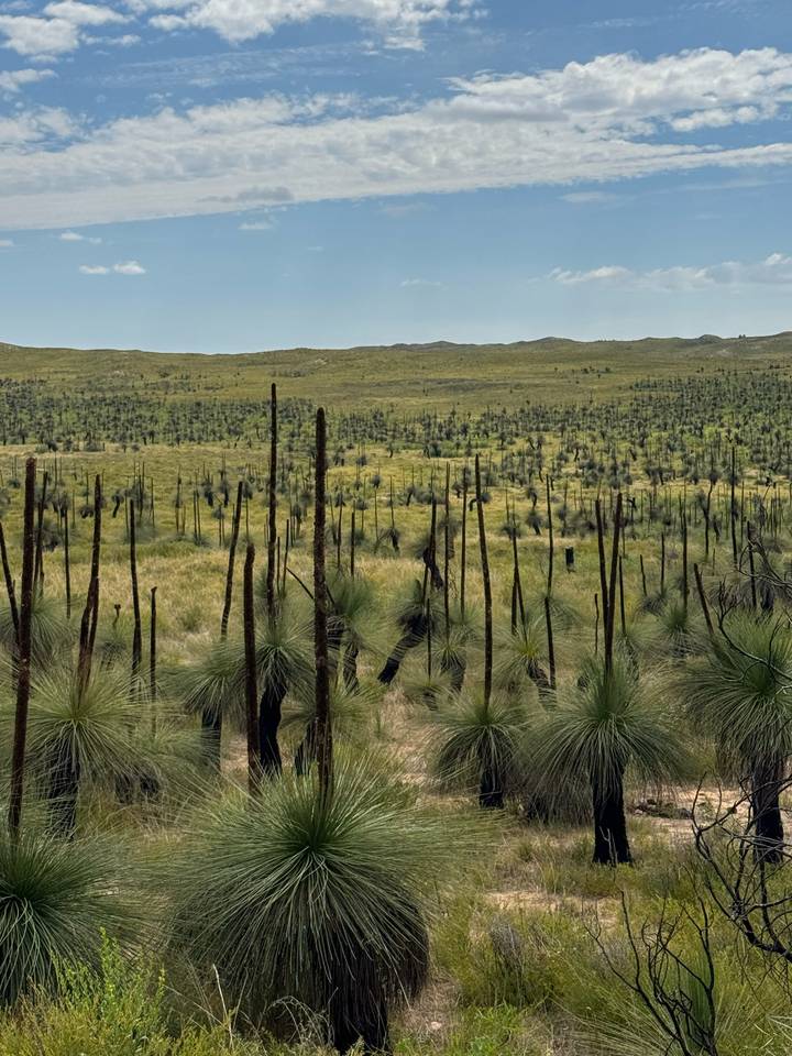 Expansive field of grass trees with blackened trunks stretching across the Western Australian landscape.