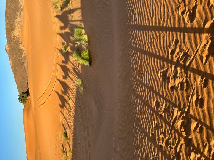 Long shadows of a camel caravan stretch across golden Sahara sand at dawn