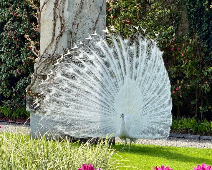 A rare white peacock fully displays its fan of feathers in a manicured garden.