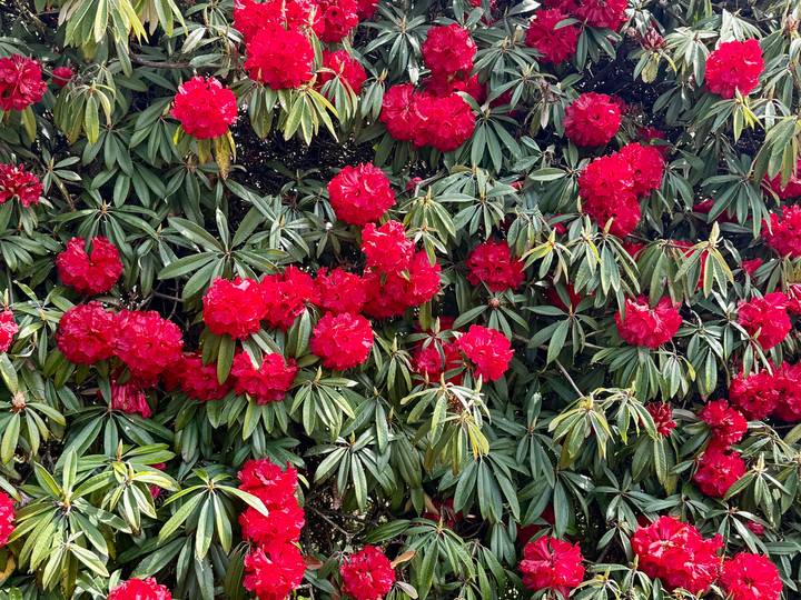A dense wall of red rhododendron blossoms and dark green leaves fills the frame.