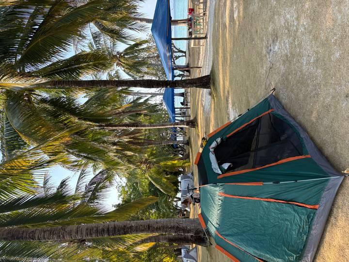 Green camping tent pitched beneath palm trees near a beach.