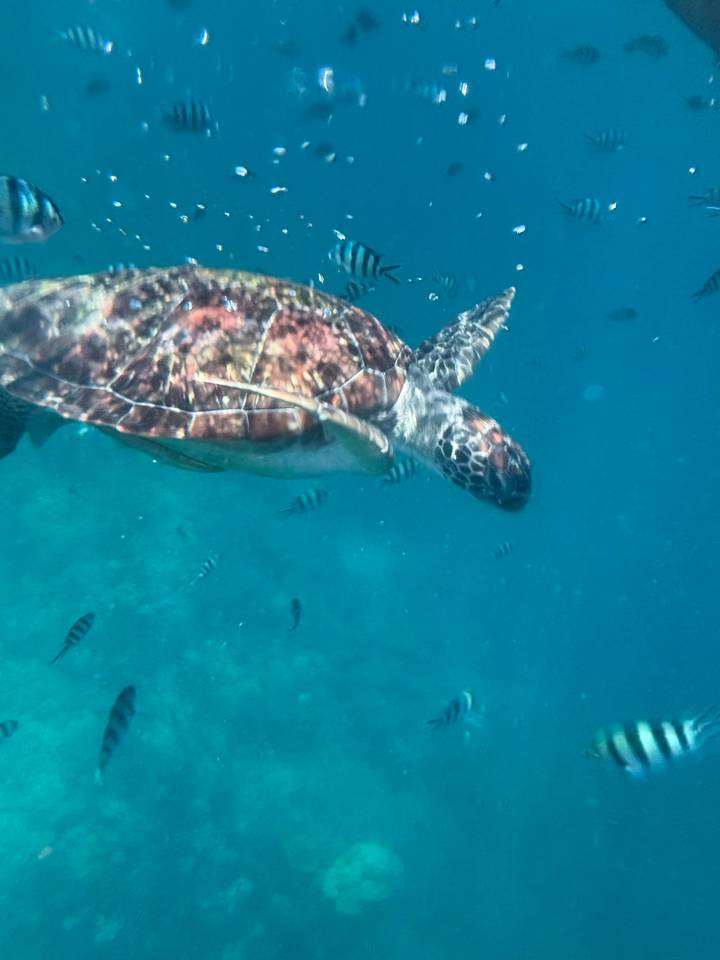 Underwater shot of a sea turtle swimming among small fish in blue water.