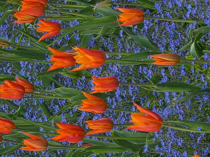 Bright orange tulips standing among tiny purple flowers