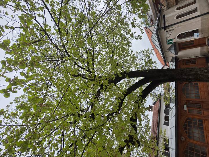 Green leafy tree in courtyard between rustic buildings on cloudy day
