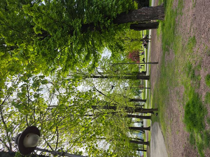 City park with tall trees, green grass and people sitting in the distance