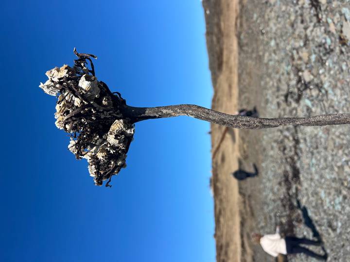 Close-up of a dried twisted plant stalk against a blue sky and rocky ground.