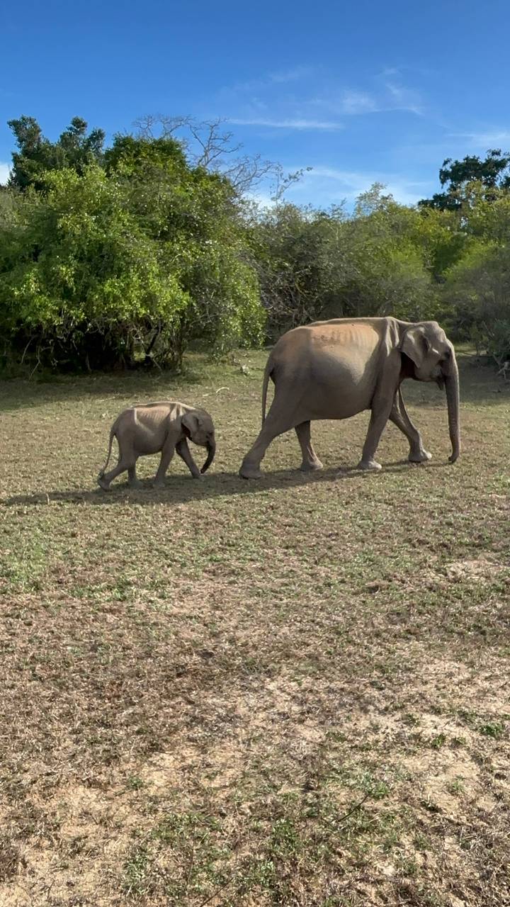Mother elephant leading her small calf across a grassy clearing