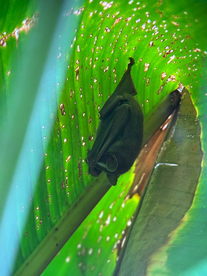 Small bat hanging upside down from a bright green tropical leaf speckled with holes.