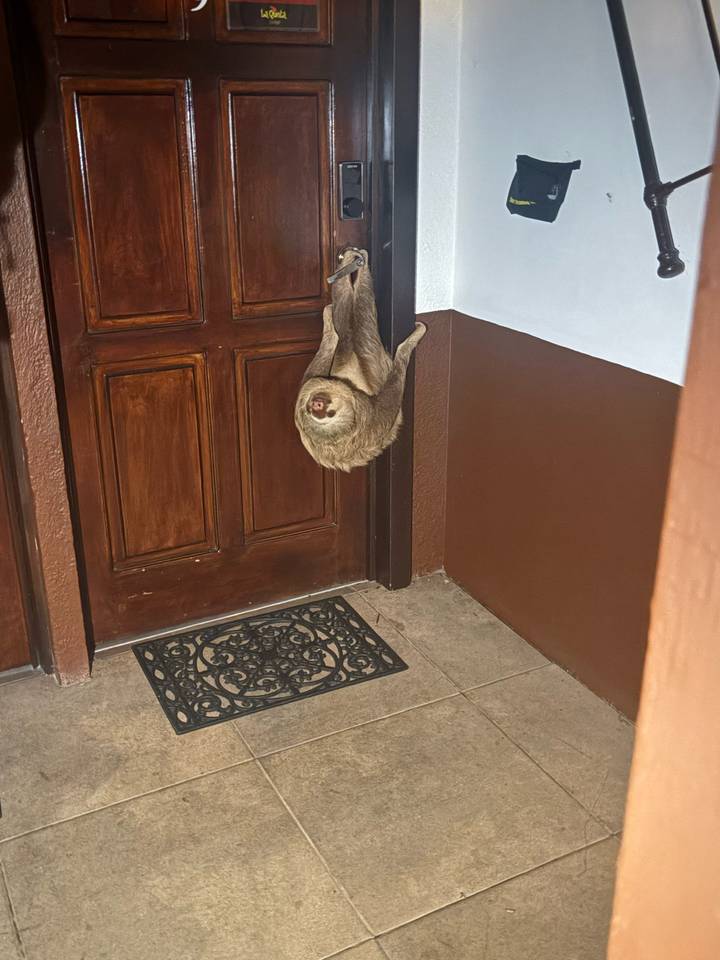 Sloth gripping the corner of a wooden door frame inside a building corridor.