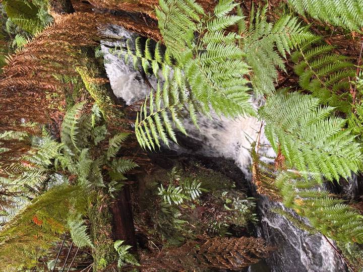 Small waterfall cascading beneath lush green tree ferns in temperate rainforest