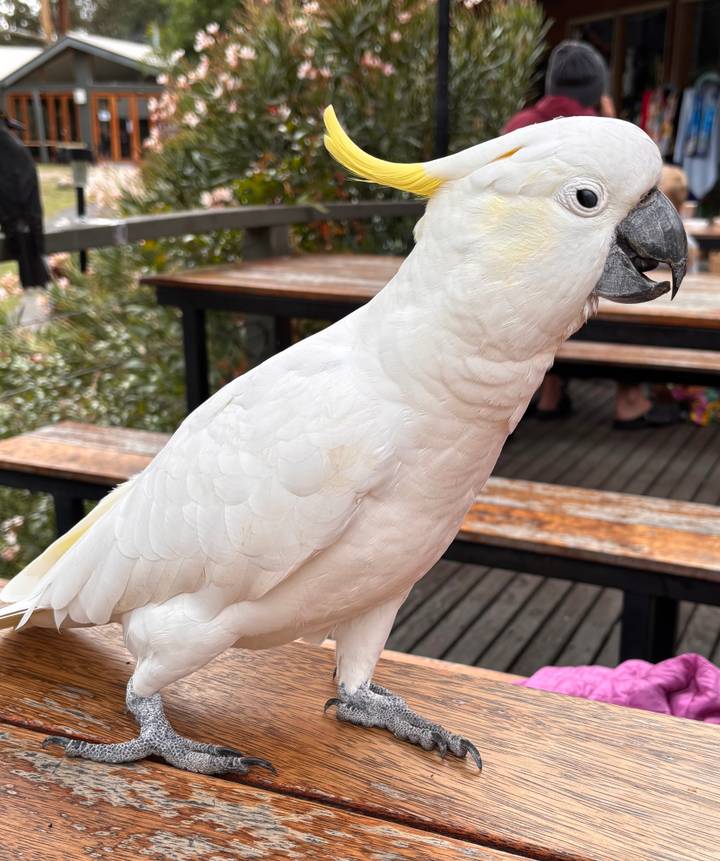 Close-up of a white cockatoo perched on a wooden bench in an outdoor café setting