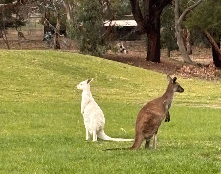 Brown kangaroo and rare white kangaroo grazing together on a grassy hillside