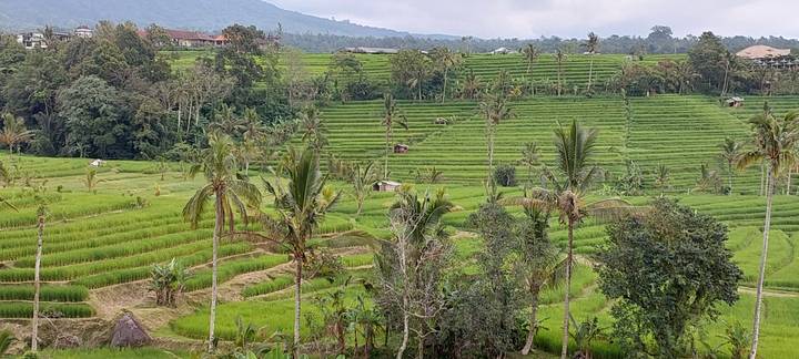 Sweeping view of vibrant green rice terraces dotted with palms and distant farm huts.