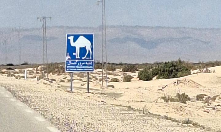 Blue camel-crossing road sign stands beside a sandy desert highway with distant hills.