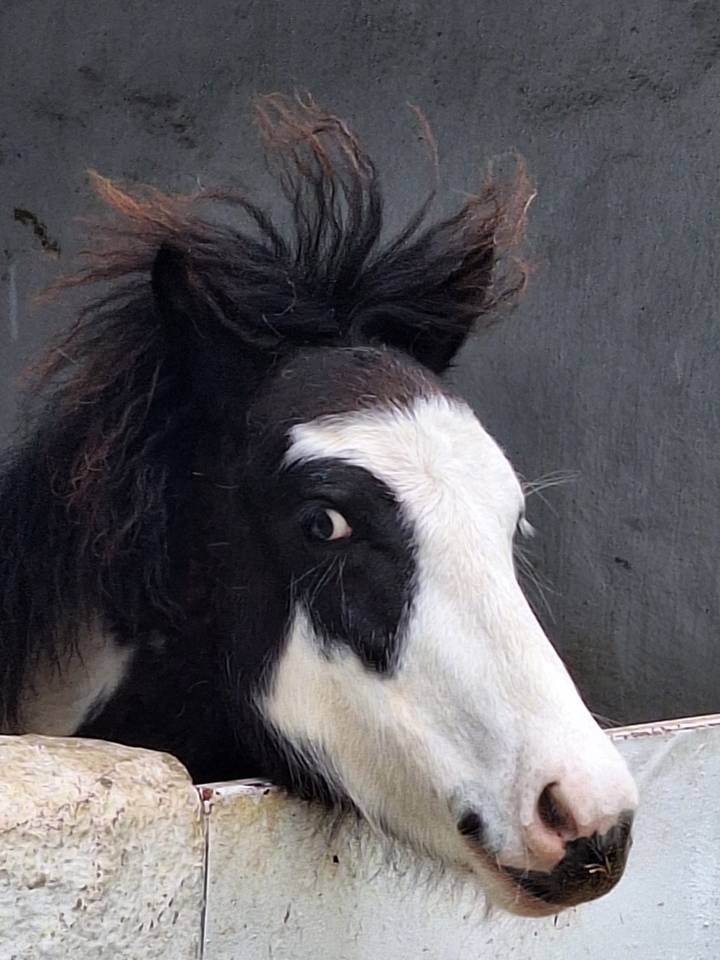 Close-up of a black-and-white horse’s eye and mane against a grey wall.