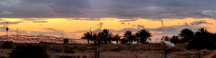 Golden sunset sky silhouettes a row of palm trees beyond arid desert foreground.