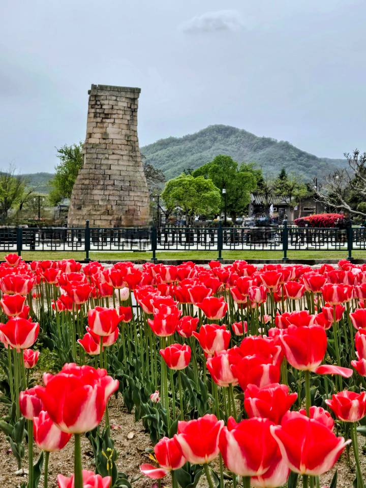 Bright red tulip field in front of ancient stone observatory tower and distant mountains.