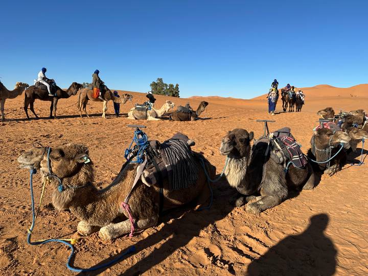 Caravan of saddled camels resting on reddish desert sands under clear blue sky.