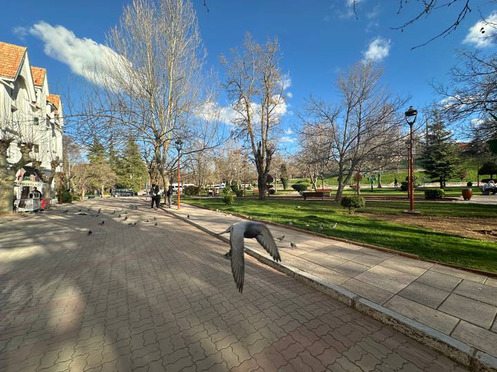 City park promenade with pigeons in flight, leafless trees, and blue spring sky.