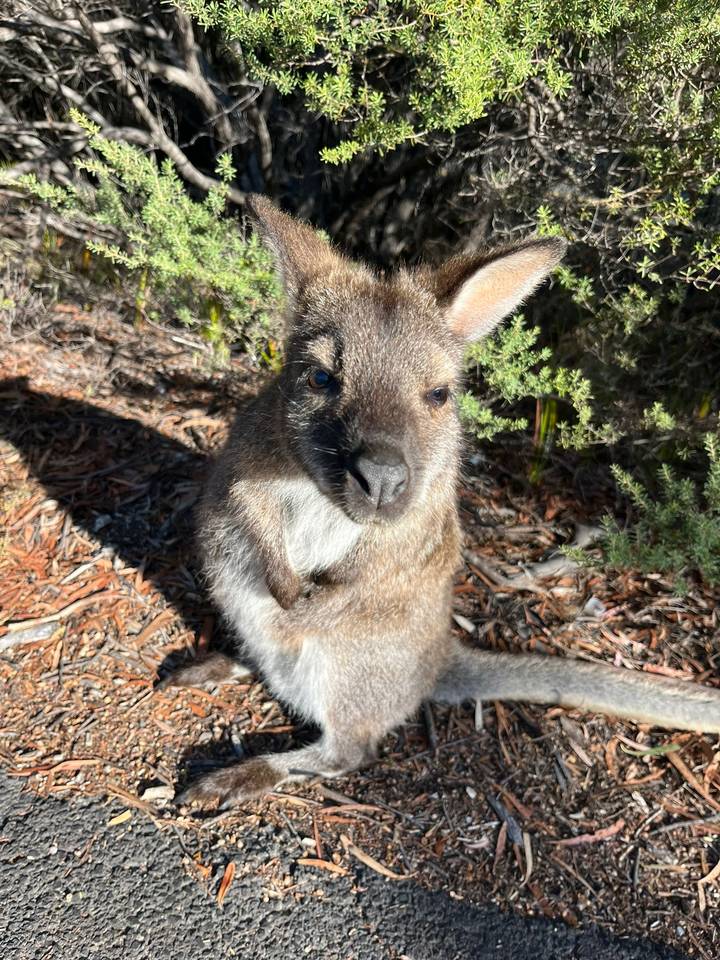 Close-up of a young wallaby sitting on forest floor mulch surrounded by greenery.