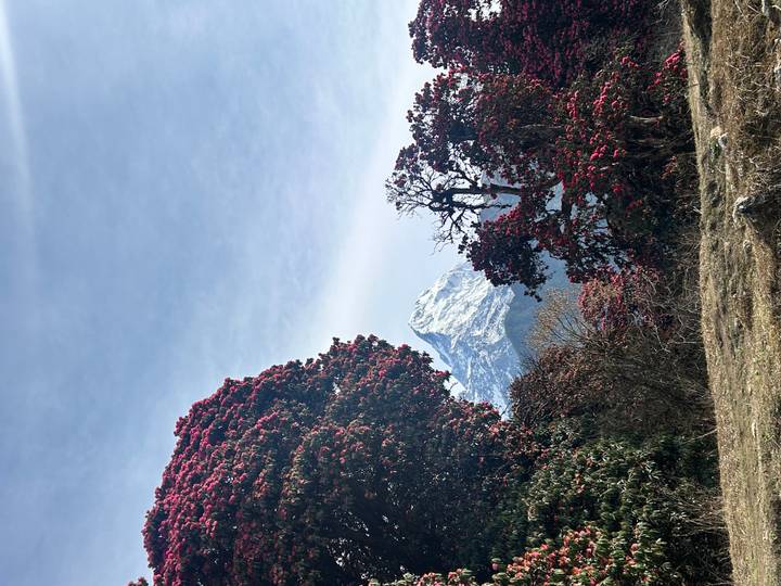 Snowy peak framed by blooming red rhododendron trees under a crisp blue Himalayan sky.