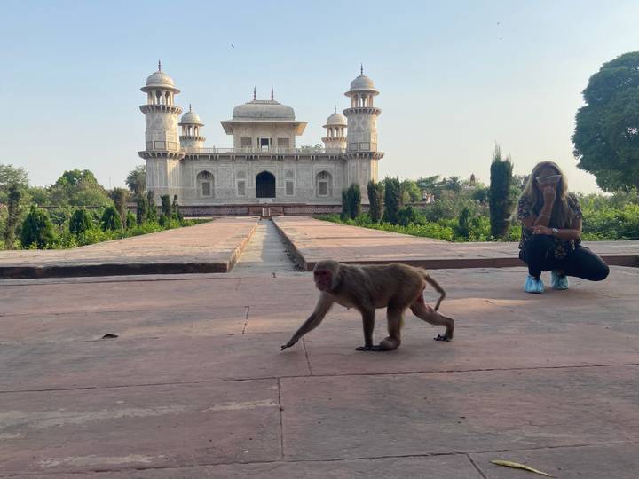 A monkey strides across red sandstone paving in front of a white Mughal-style tomb while a visitor crouches nearby.