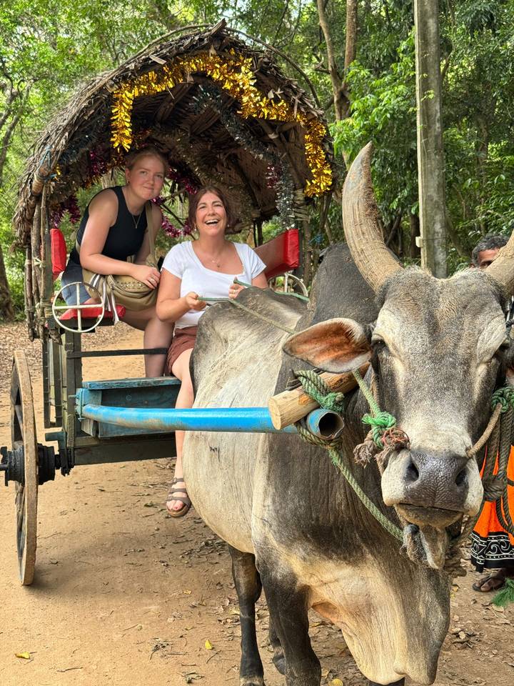 Travelers enjoy a traditional ox-cart ride, smiling beside a large grey ox decorated with ropes.
